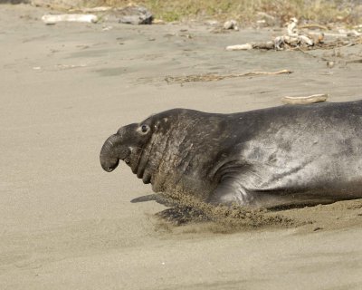 Seal, Northern Elephant, Bull-122909-Piedras Blancas, CA, Pacific Ocean-#0212.jpg