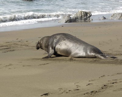 Seal, Northern Elephant, Bull-122909-Piedras Blancas, CA, Pacific Ocean-#0220.jpg