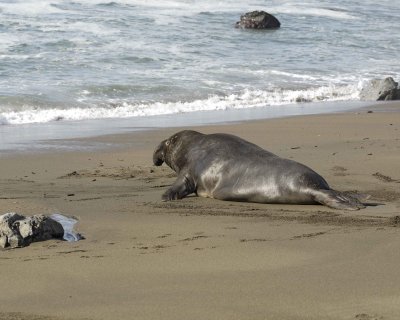 Seal, Northern Elephant, Bull-122909-Piedras Blancas, CA, Pacific Ocean-#0223.jpg