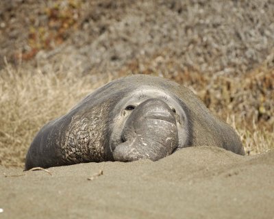 Seal, Northern Elephant, Bull-122909-Piedras Blancas, CA, Pacific Ocean-#0233.jpg