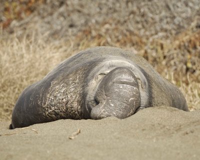 Seal, Northern Elephant, Bull-122909-Piedras Blancas, CA, Pacific Ocean-#0245.jpg