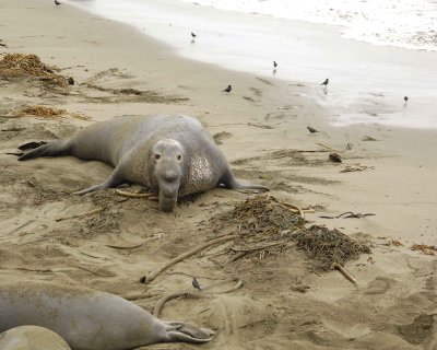 Seal, Northern Elephant, Bull-123009-Piedras Blancas, CA, Pacific Ocean-#0057.jpg
