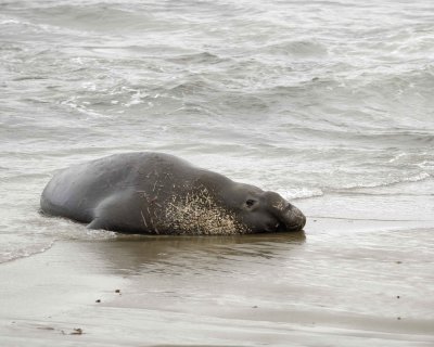 Seal, Northern Elephant, Bull-123009-Piedras Blancas, CA, Pacific Ocean-#0131.jpg