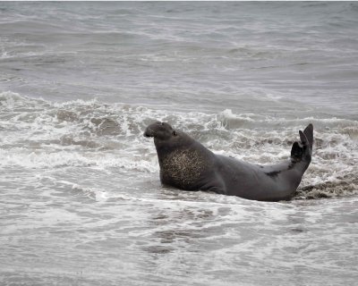Seal, Northern Elephant, Bull-123009-Piedras Blancas, CA, Pacific Ocean-#0135.jpg