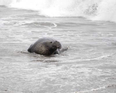Seal, Northern Elephant, Bull-123009-Piedras Blancas, CA, Pacific Ocean-#0144.jpg