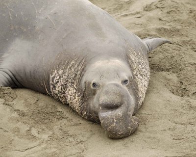 Seal, Northern Elephant, Bull-123009-Piedras Blancas, CA, Pacific Ocean-#0148.jpg