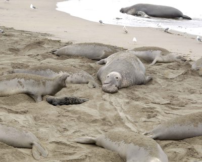 Seal, Northern Elephant, Bull-123009-Piedras Blancas, CA, Pacific Ocean-#0306.jpg
