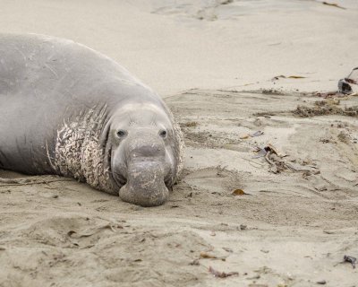 Seal, Northern Elephant, Bull-123009-Piedras Blancas, CA, Pacific Ocean-#0310.jpg