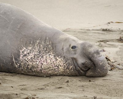 Seal, Northern Elephant, Bull-123009-Piedras Blancas, CA, Pacific Ocean-#0317.jpg