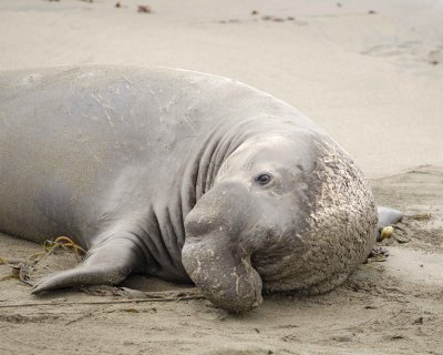 Seal, Northern Elephant, Bull-123009-Piedras Blancas, CA, Pacific Ocean-#0319.jpg