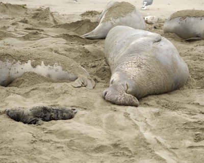 Seal, Northern Elephant, Bull-123009-Piedras Blancas, CA, Pacific Ocean-#0396.jpg