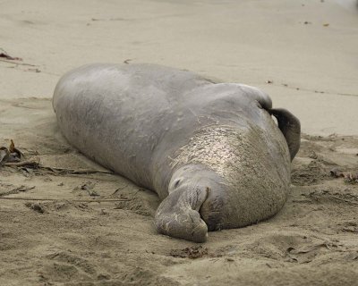 Seal, Northern Elephant, Bull-123009-Piedras Blancas, CA, Pacific Ocean-#0421.jpg