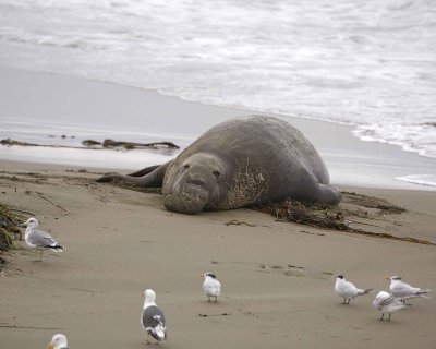 Seal, Northern Elephant, Bull-123009-Piedras Blancas, CA, Pacific Ocean-#0664.jpg