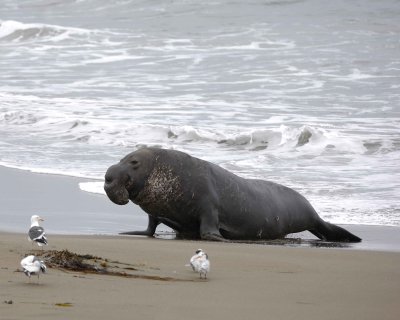 Seal, Northern Elephant, Bull-123009-Piedras Blancas, CA, Pacific Ocean-#0881.jpg