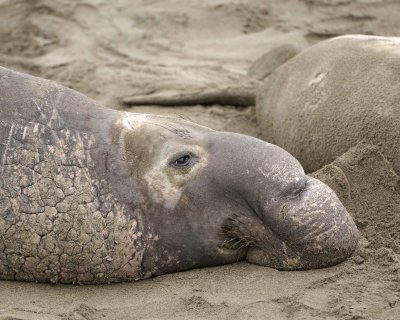 Seal, Northern Elephant, Bull-123009-Piedras Blancas, CA, Pacific Ocean-#0902.jpg