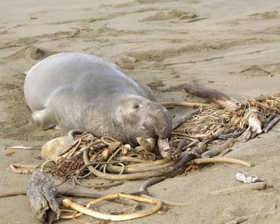 Seal, Northern Elephant, Bull-123009-Piedras Blancas, CA, Pacific Ocean-#1057.jpg