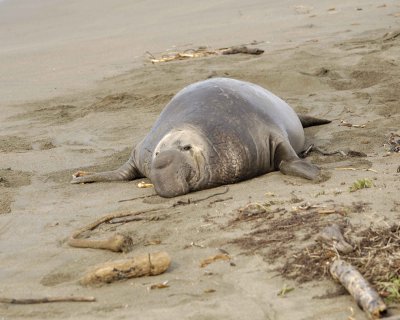 Seal, Northern Elephant, Bull-123009-Piedras Blancas, CA, Pacific Ocean-#1069.jpg