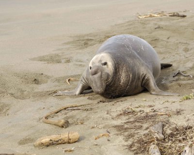 Seal, Northern Elephant, Bull-123009-Piedras Blancas, CA, Pacific Ocean-#1078.jpg
