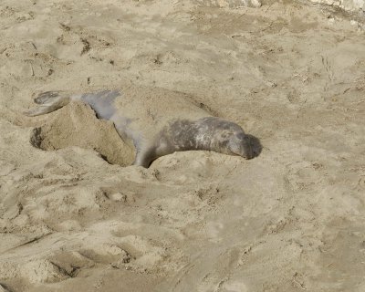 Seal, Northern Elephant, Bull-123009-Piedras Blancas, CA, Pacific Ocean-#1245.jpg