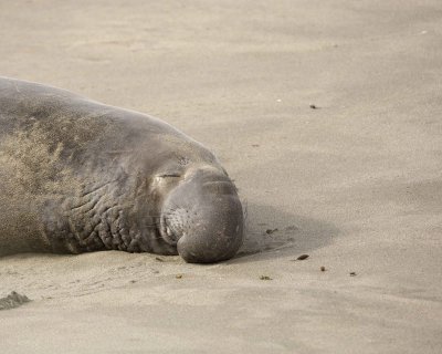Seal, Northern Elephant, Bull-123009-Piedras Blancas, CA, Pacific Ocean-#1554.jpg
