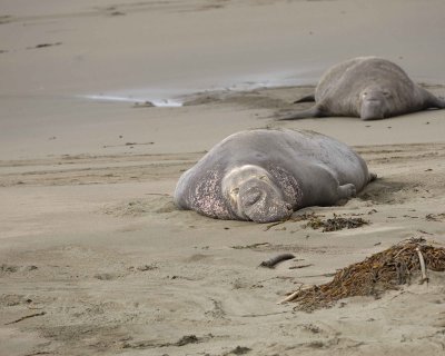 Seal, Northern Elephant, Bull-123009-Piedras Blancas, CA, Pacific Ocean-#1559.jpg
