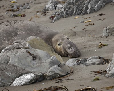 Seal, Northern Elephant, Bull-123009-Piedras Blancas, CA, Pacific Ocean-#1612.jpg