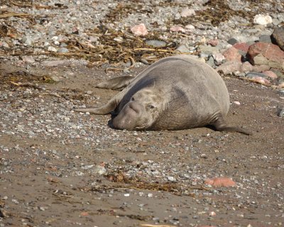 Seal, Northern Elephant, Bull-123009-Piedras Blancas, CA, Pacific Ocean-#1622.jpg