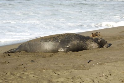 Seal, Northern Elephant, Bull-123109-Piedras Blancas, CA, Pacific Ocean-#0829.jpg