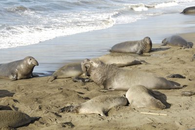 Seal, Northern Elephant, Bull-123109-Piedras Blancas, CA, Pacific Ocean-#0883.jpg