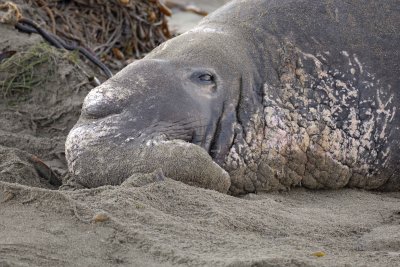 Seal, Northern Elephant, Bull-123109-Piedras Blancas, CA, Pacific Ocean-#1259.jpg