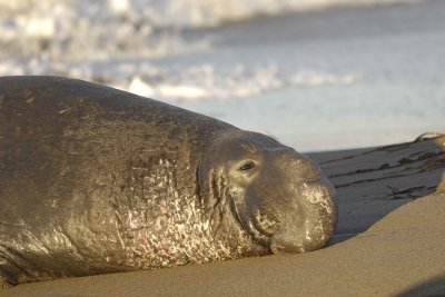 Seal, Northern Elephant, Bull-123109-Piedras Blancas, CA, Pacific Ocean-#1296.jpg