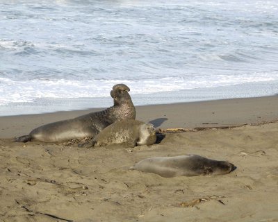 Seal, Northern Elephant, Bull, bellowing & 2 Cows-123109-Piedras Blancas, CA, Pacific Ocean-#0726.jpg