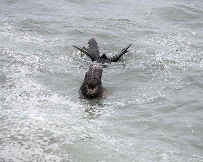 Seal, Northern Elephant, Bull, bellowing, in water-123009-Piedras Blancas, CA, Pacific Ocean-#0007.jpg