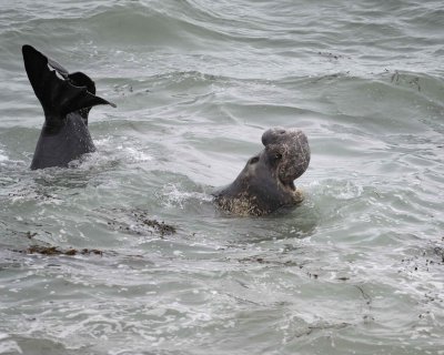 Seal, Northern Elephant, Bull, bellowing, in water-123009-Piedras Blancas, CA, Pacific Ocean-#0028.jpg