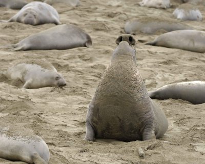 Seal, Northern Elephant, Bull, bellowing-123009-Piedras Blancas, CA, Pacific Ocean-#0819.jpg