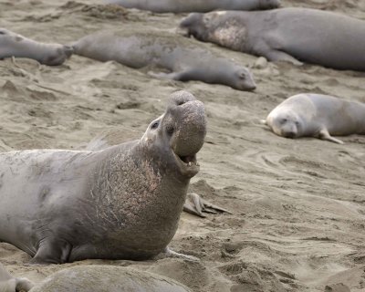 Seal, Northern Elephant, Bull, bellowing-123009-Piedras Blancas, CA, Pacific Ocean-#0826.jpg