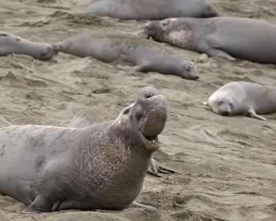 Seal, Northern Elephant, Bull, bellowing-123009-Piedras Blancas, CA, Pacific Ocean-#0828.jpg