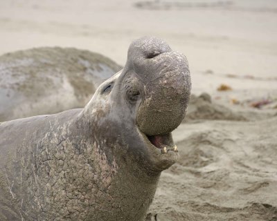 Seal, Northern Elephant, Bull, bellowing-123009-Piedras Blancas, CA, Pacific Ocean-#0841.jpg