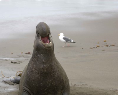 Seal, Northern Elephant, Bull, bellowing-123009-Piedras Blancas, CA, Pacific Ocean-#0876.jpg