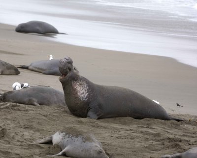 Seal, Northern Elephant, Bull, bellowing-123009-Piedras Blancas, CA, Pacific Ocean-#0906.jpg