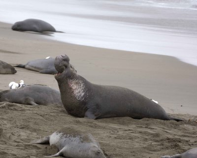 Seal, Northern Elephant, Bull, bellowing-123009-Piedras Blancas, CA, Pacific Ocean-#0912.jpg