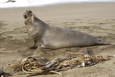 Seal, Northern Elephant, Bull, bellowing-123009-Piedras Blancas, CA, Pacific Ocean-#1087.jpg