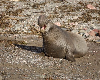 Seal, Northern Elephant, Bull, bellowing-123009-Piedras Blancas, CA, Pacific Ocean-#1640.jpg