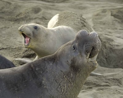 Seal, Northern Elephant, Bull, bellowing-123109-Piedras Blancas, CA, Pacific Ocean-#0346.jpg