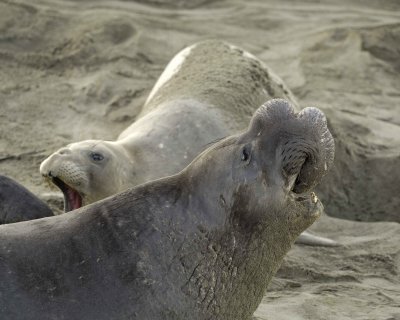 Seal, Northern Elephant, Bull, bellowing-123109-Piedras Blancas, CA, Pacific Ocean-#0348.jpg