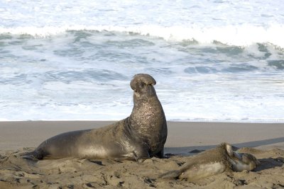 Seal, Northern Elephant, Bull, bellowing-123109-Piedras Blancas, CA, Pacific Ocean-#0712.jpg