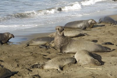 Seal, Northern Elephant, Bull, bellowing-123109-Piedras Blancas, CA, Pacific Ocean-#0894.jpg