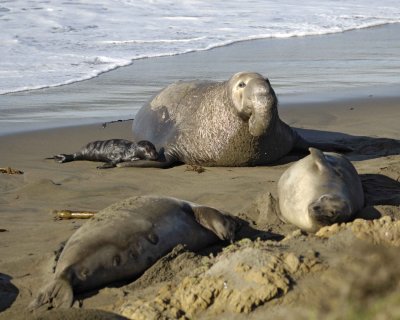 Seal, Northern Elephant, Bull, injured Pup-123109-Piedras Blancas, CA, Pacific Ocean-#0997.jpg