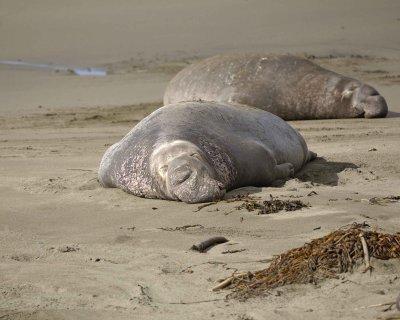 Seal, Northern Elephant, Bulls-123009-Piedras Blancas, CA, Pacific Ocean-#1594.jpg