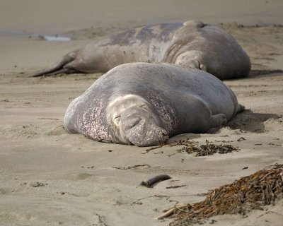 Seal, Northern Elephant, Bulls-123009-Piedras Blancas, CA, Pacific Ocean-#1600.jpg